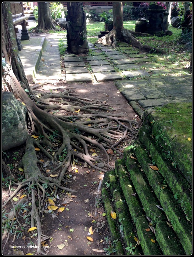 Awesome tree roots in Ubud, Bali