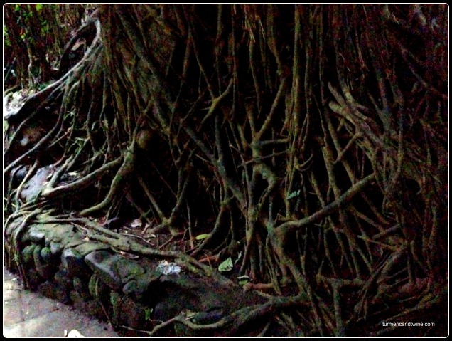 tree and root web Ubud